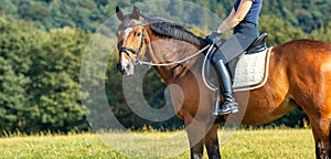 Horse with rider on a meadow, landscape format horse with saddle with rider in Horse with rider on a meadow,