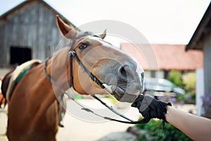Horse rider pulls the reins photo