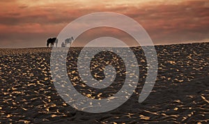 Horse and rider resting on the beach in Cabo