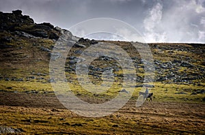 Horse rider on rugged open plains