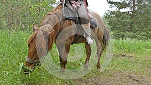 Horse rider sits slow motion video