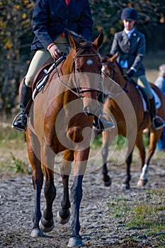 Horse riders in countryside