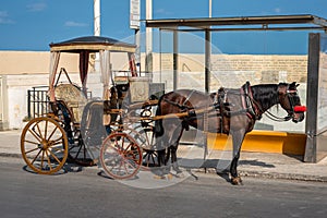 Horse Rides Malta