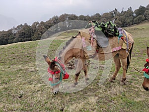 Horse riding on auli hill