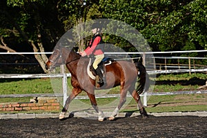 Horse riding child in dressage arena