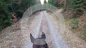 Horse riding with helmet cam. Rider view from saddle in forest