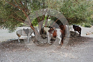 Horse riding near the Acherontas river Epirus