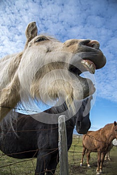 Horse on the Ringroad