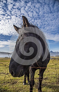 Horse on the Ringroad photo