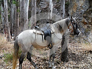 Horse on the river Chillar-Nerja-Malaga-Andalusia Spain photo