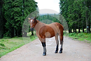 Un caballo sobre el carreteras 