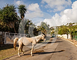 Horse roaming free in St Martin