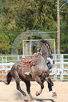 Rodeo horse