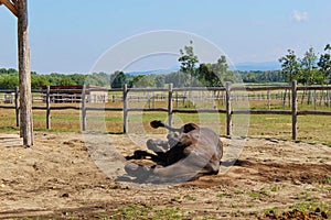 a horse is rolling on the ground for fun