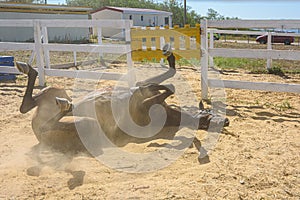 The horse rolls and rolls on the sand, raising clouds of dust