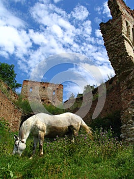 Un caballo a 