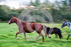 Horse on the Run