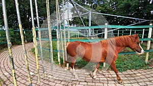 Horse run in a circle. Training horses, drive around by metallic carousel