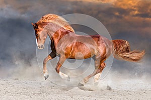 Horse run in desert