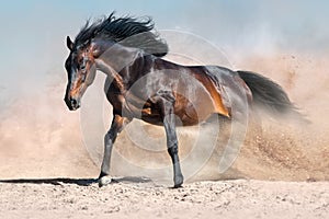 Horse run in dust