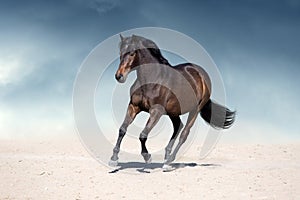 Horse run in dust