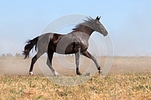 Horse run in dust