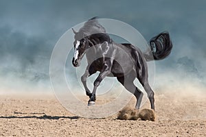 Horse run in dust photo