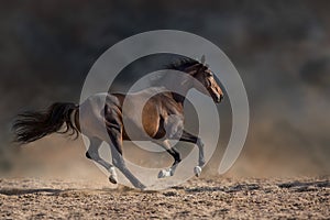 Horse run fast gallop