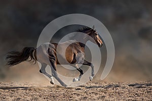 Horse run fast gallop photo