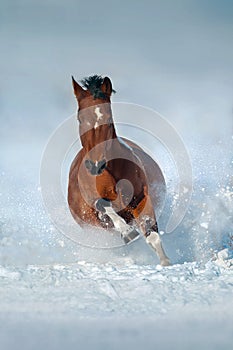 Horse run fast in snow