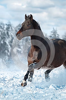 Horse run fast in snow