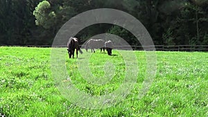 Horse run free galopp on paddock