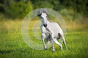 Un caballo correr gratis en sonrisa verano césped 