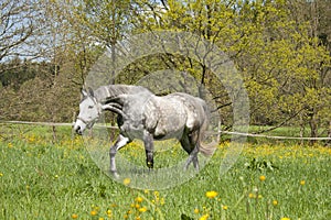 Horse run free on meadow, beautiful apple mildew