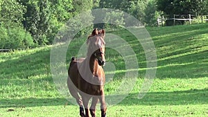 Horse run free on meadow in slow motion