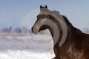 Horse run fun in snow