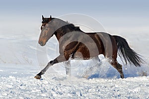 Horse run fun in winter snow