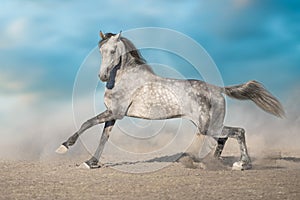 Horse run gallop