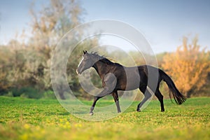 Horse run gallop
