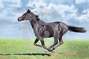 Horse run gallop