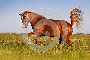 Horse run gallop