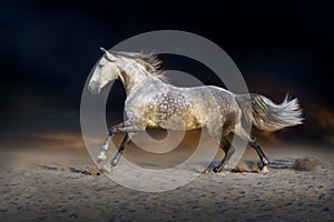 Horse run gallop on desert dust