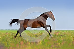 Horse run gallop fast