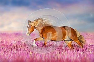 Horse run gallop in flowers against sunset sky