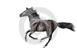 Horse run gallop isolated