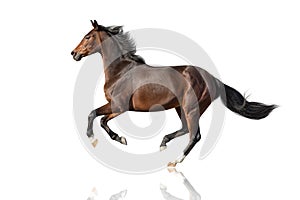 Horse run gallop isolated