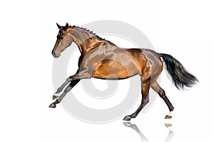 Horse run gallop isolated