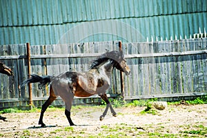 Horse run gallop in meadow