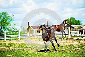 Horse run gallop in meadow