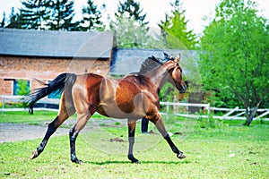 Horse run gallop in meadow